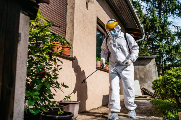 Best Wasp Removal Services  in Virginia, MN