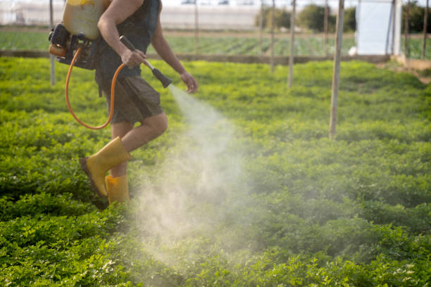 Best Ant Control Services  in Virginia, MN