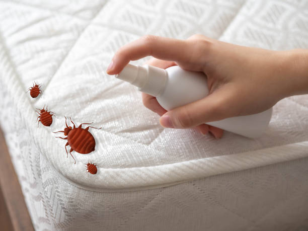Best Pest Removal Services  in Virginia, MN