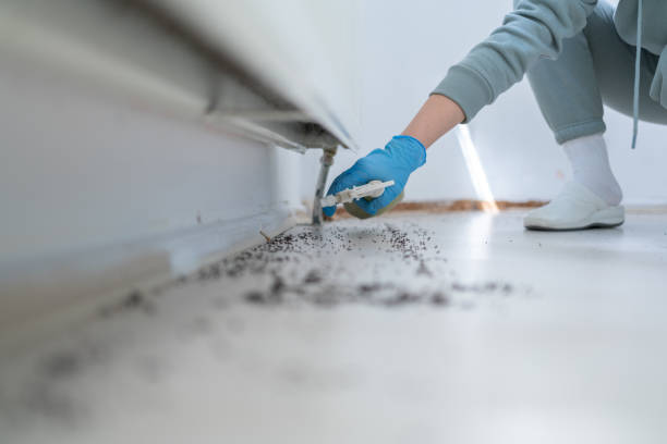 Best Termite Control Services  in Virginia, MN